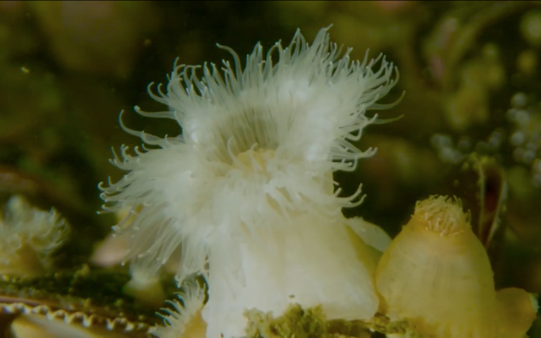 Invasive Anemone Continues Its Rapid Advance in Patagonia