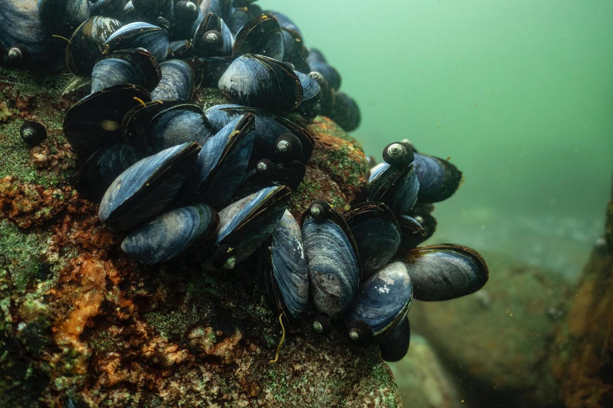 Subpesca y Costa Humboldt publican datos históricos de biodiversidad