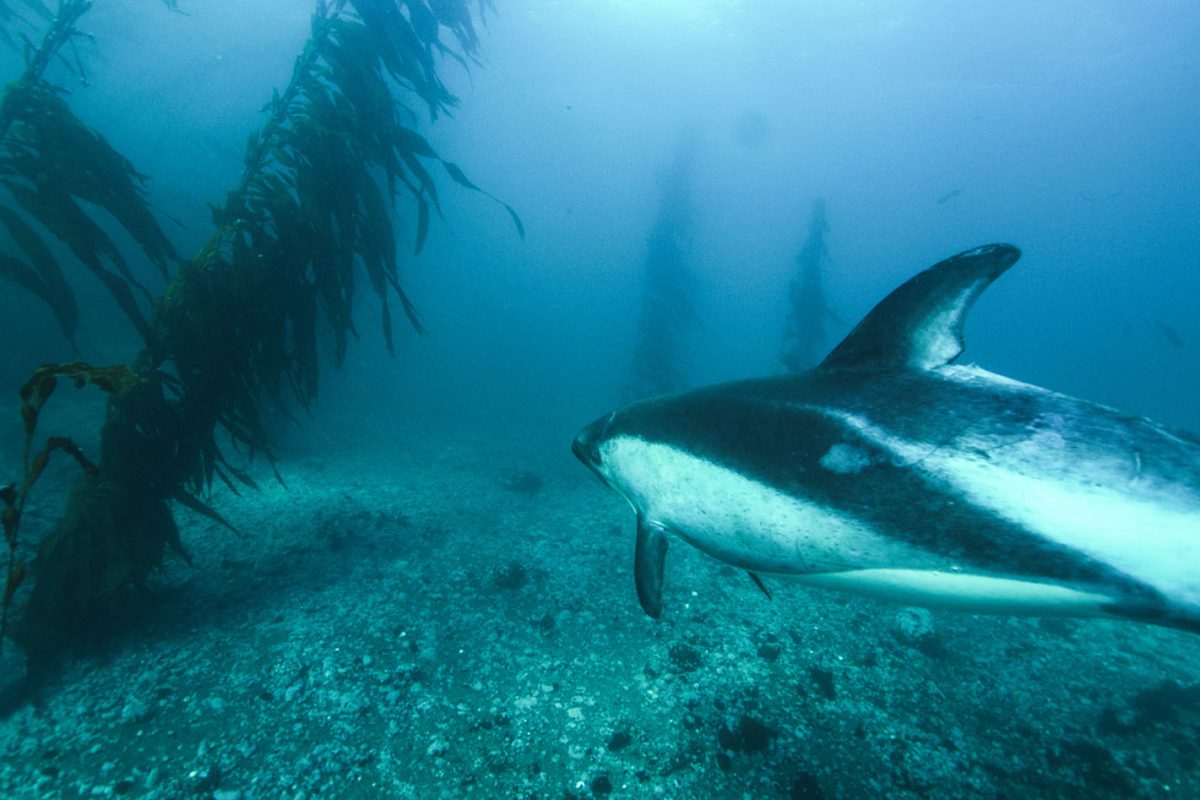 Subpesca y Costa Humboldt publican datos históricos de biodiversidad