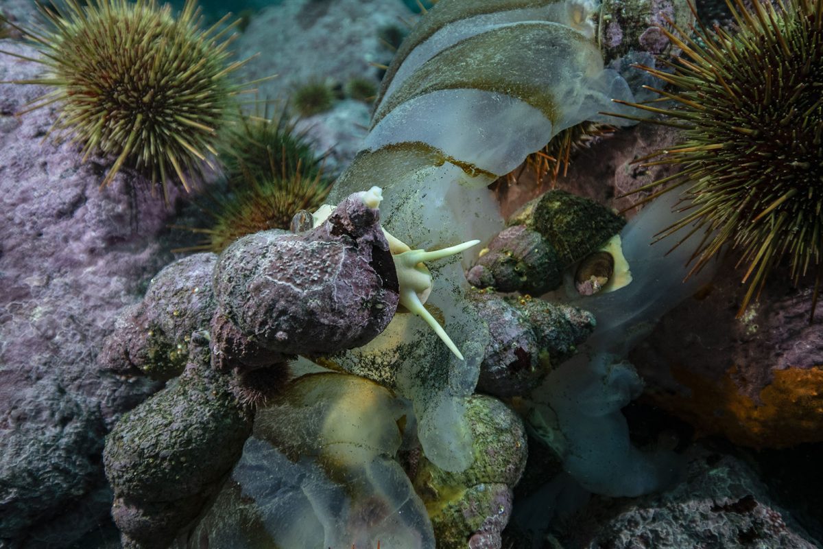 Subpesca y Costa Humboldt publican datos históricos de biodiversidad