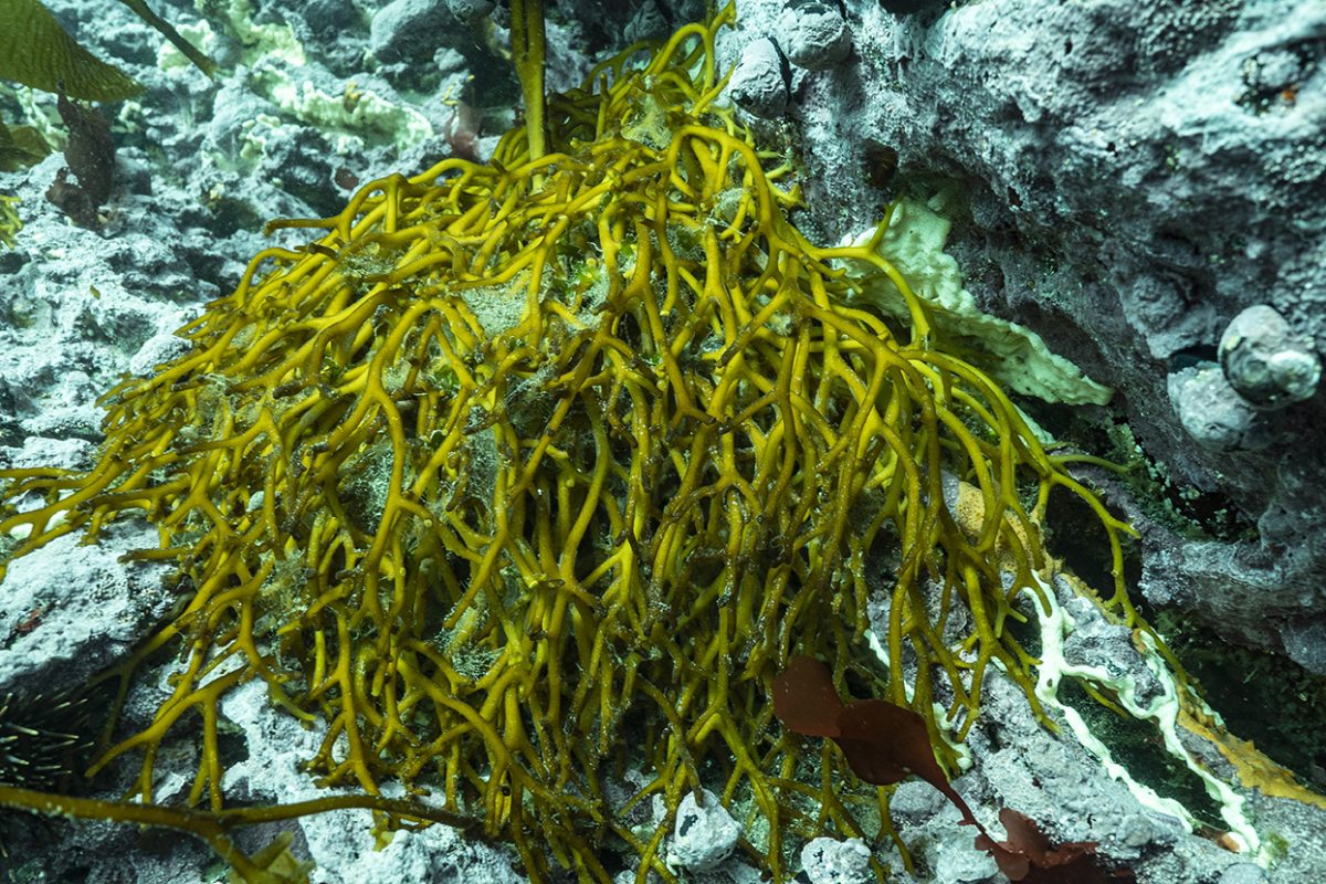 Pilcomañi ECMPO: A New Conservation Space for the Community