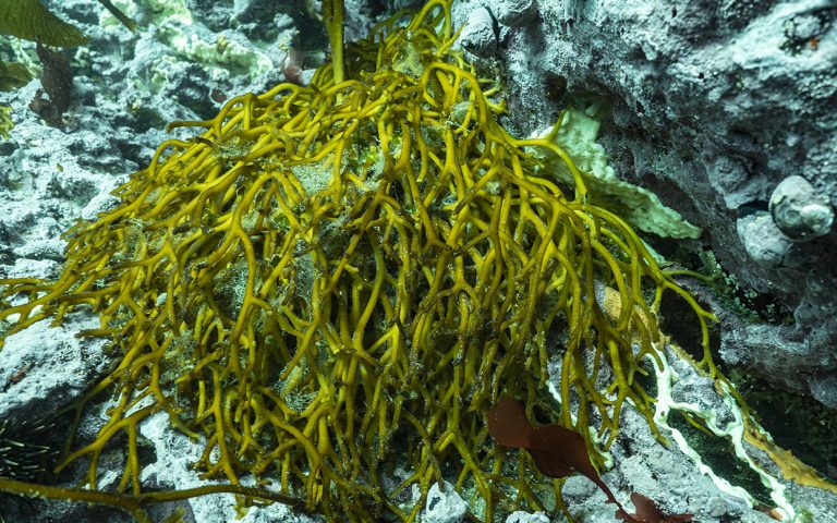 “Brown Algae: The Submerged Forests That Sustain Life in the Sea”