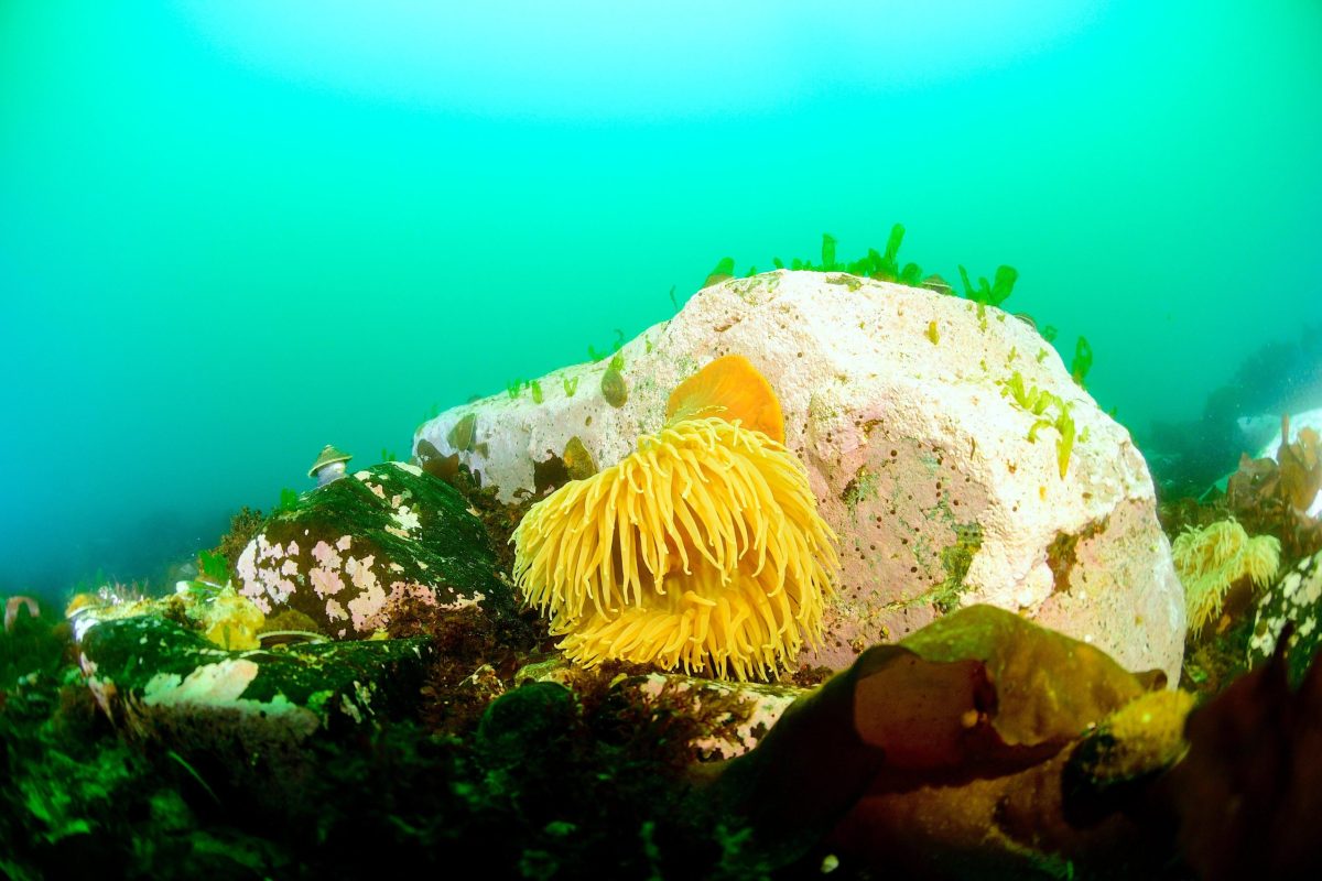 Pilcomañi ECMPO: A New Conservation Space for the Community