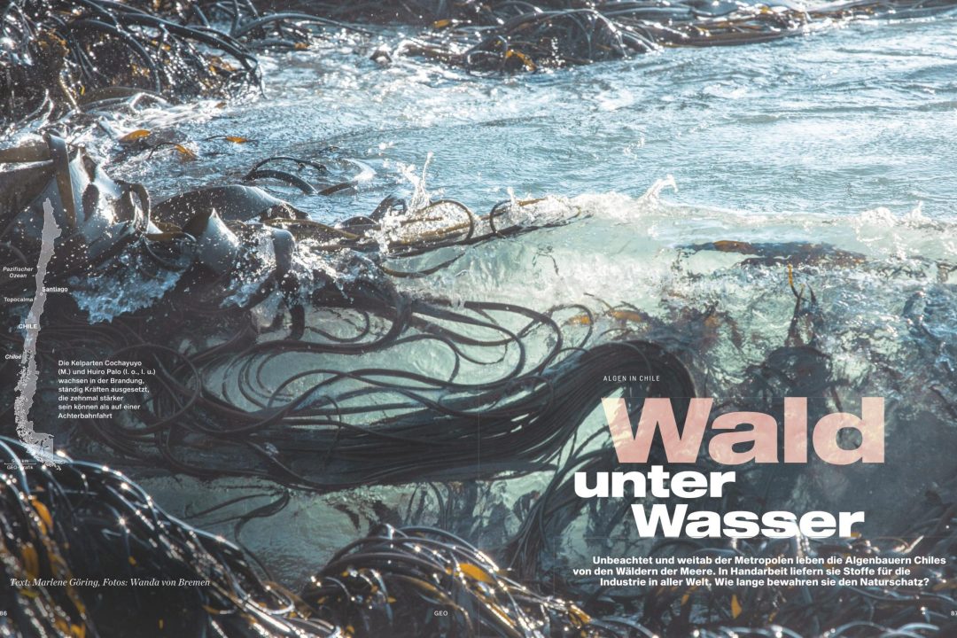“Forests Underwater”: GEO magazine’s report on Chile’s kelp forests and Costa Humboldt’s restoration work