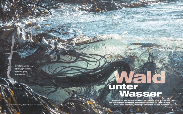 “Forests Underwater”: GEO magazine’s report on Chile’s kelp forests and Costa Humboldt’s restoration work